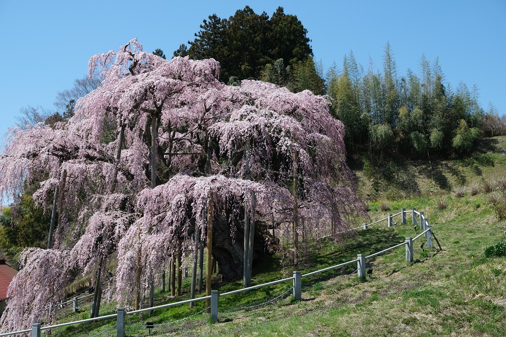 X-T3で撮影の三春滝桜の満開見頃の写真