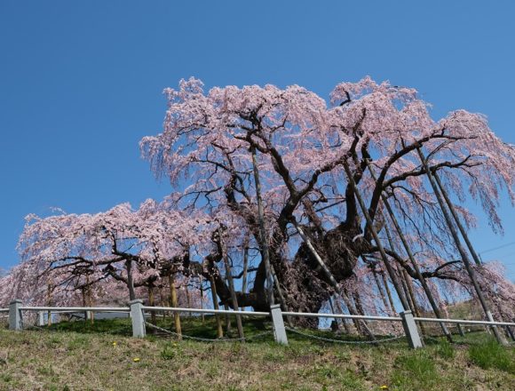 X-T3で撮影の三春滝桜の満開見頃の写真