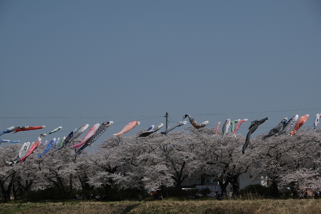 X-T3レビュー！展勝地の桜を川から見た風景！