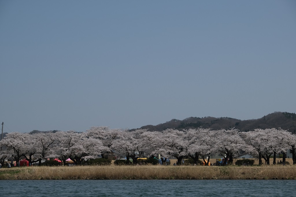 X-T3レビュー！展勝地の桜を川から見た風景！