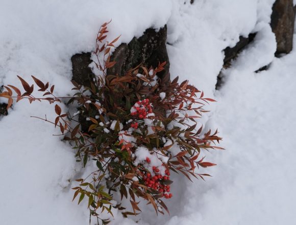 x－t3で撮影1月の庭の雪をかぶった南天の赤い実の写真。
