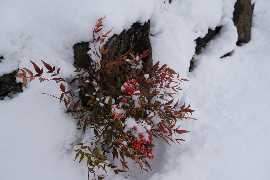 x－t3で撮影1月の庭の雪をかぶった南天の赤い実の写真。