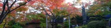 松島円通院の秋の紅葉の写真