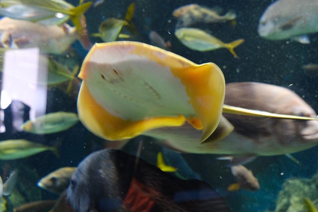 加茂水族館の魚やクラゲの写真