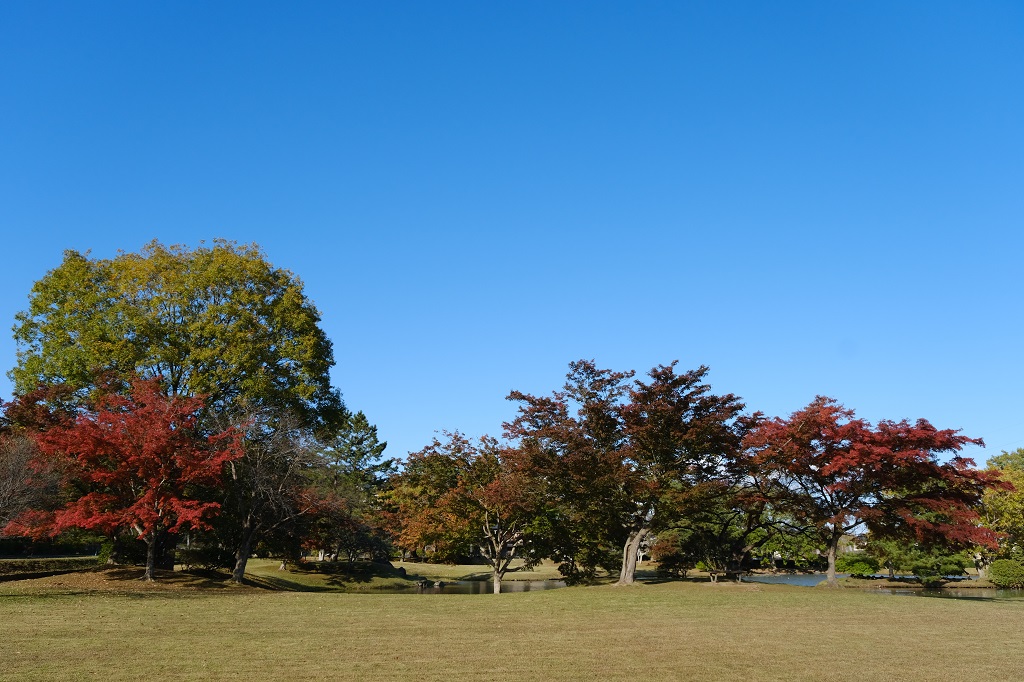観自在王院跡の紅葉の風景写真