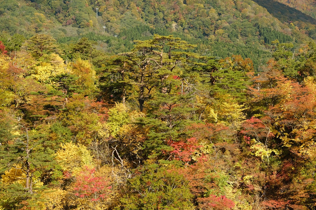 鳴子レストハウスから見た鳴子峡の紅葉の写真