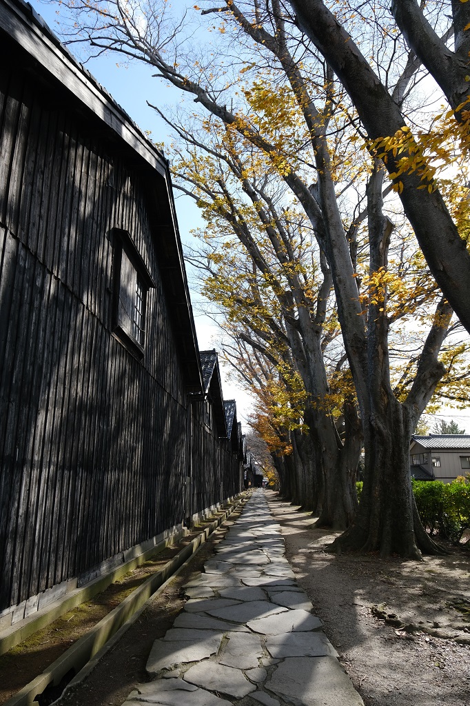 山居倉庫の秋のケヤキ並木の風景写真