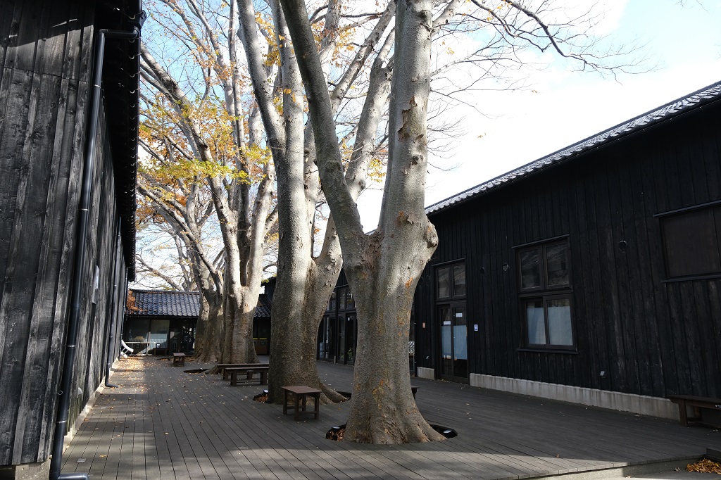 山居倉庫の秋のケヤキ並木の風景写真