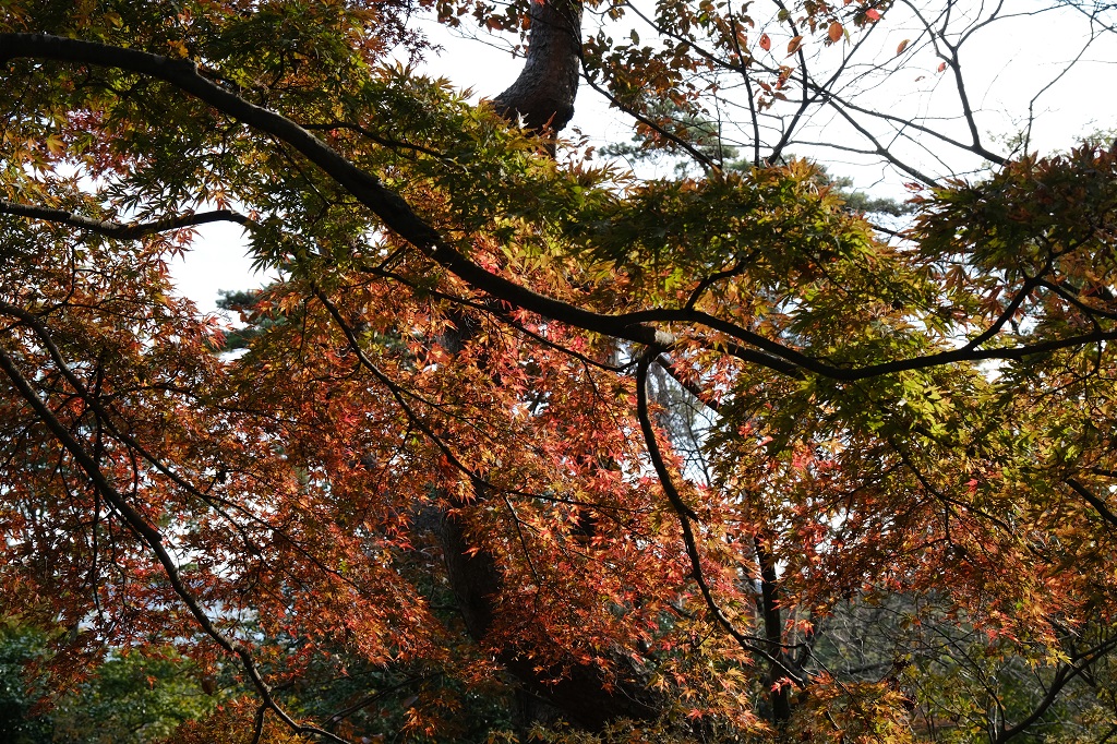 扇谷（幽観）の秋の紅葉の景色をX-T3で撮影した写真