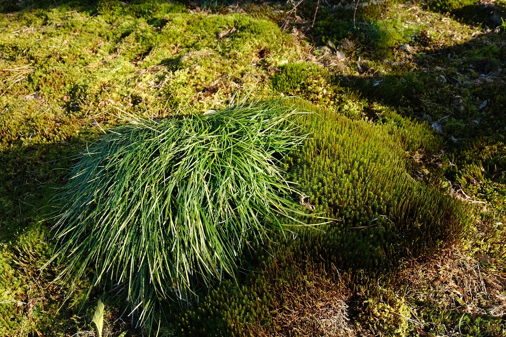 16-55mm杉苔と植物の写真