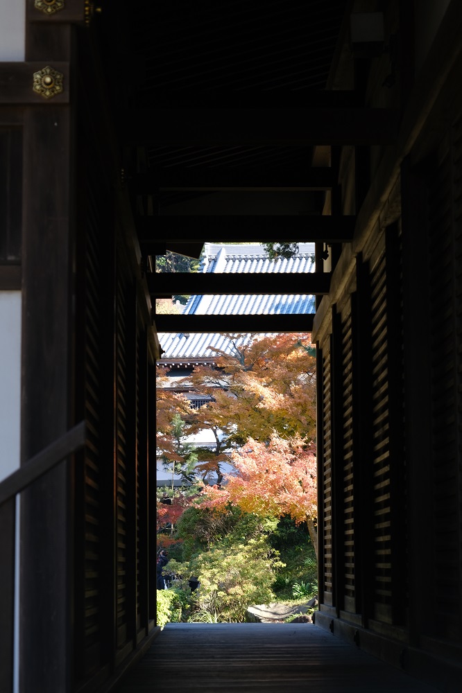 円覚寺の紅葉の写真