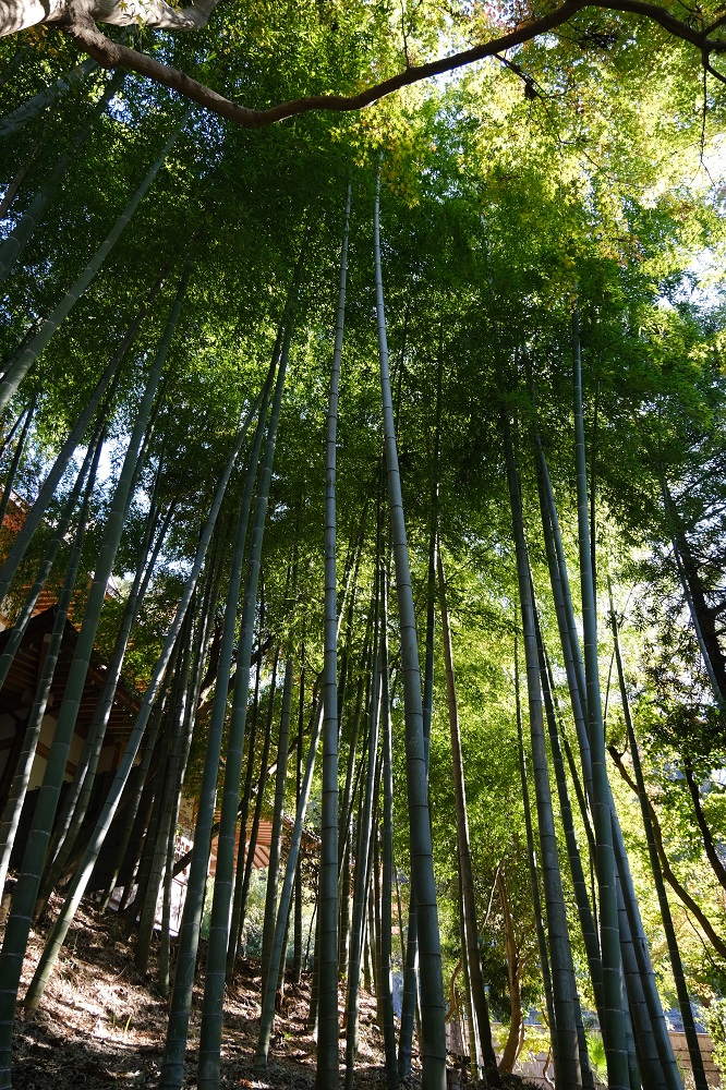 円覚寺の竹林の風景写真