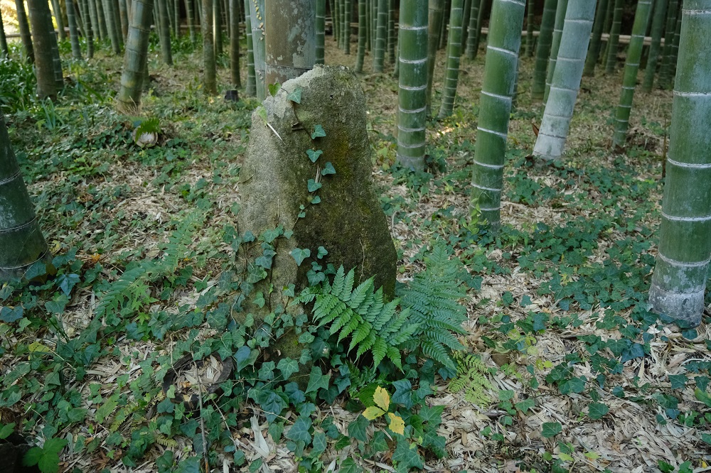 英勝寺の境内の竹林の風景の写真