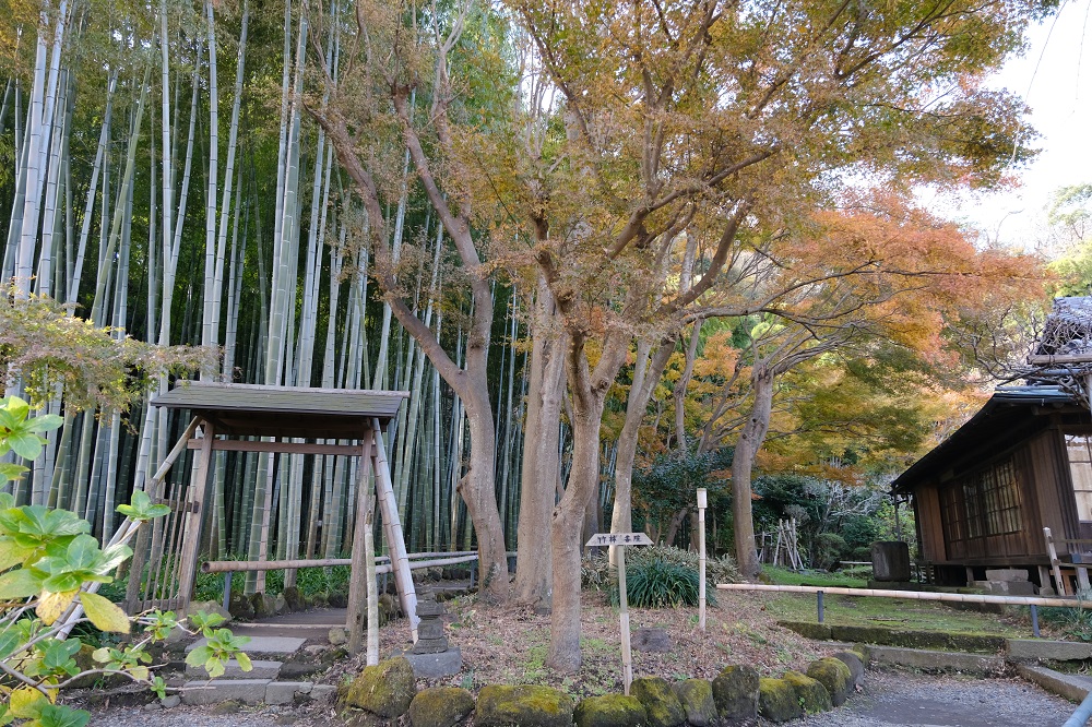 英勝寺の境内の竹林の風景の写真