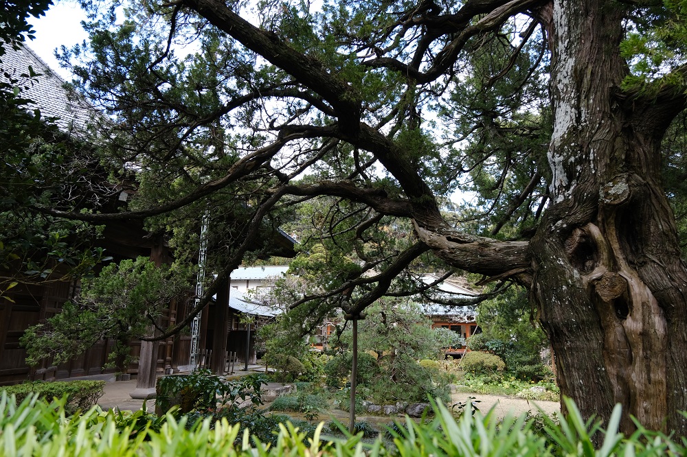 寿福寺の本殿の写真
