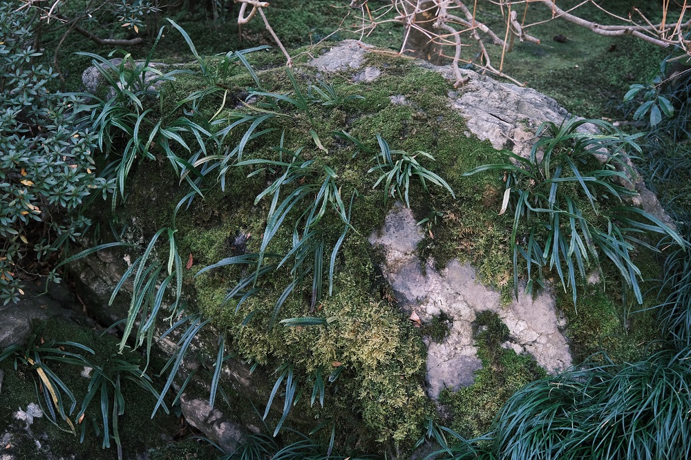 明月院の石に張り付いた苔と草花