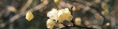 明月院1月の蝋梅の花の開花状況