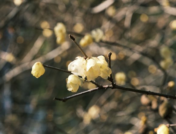 明月院1月の蝋梅の花の開花状況