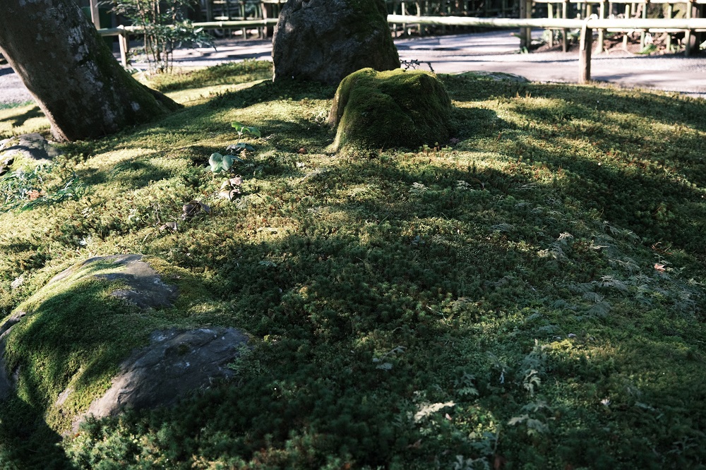 明月院の1月の苔の風景写真