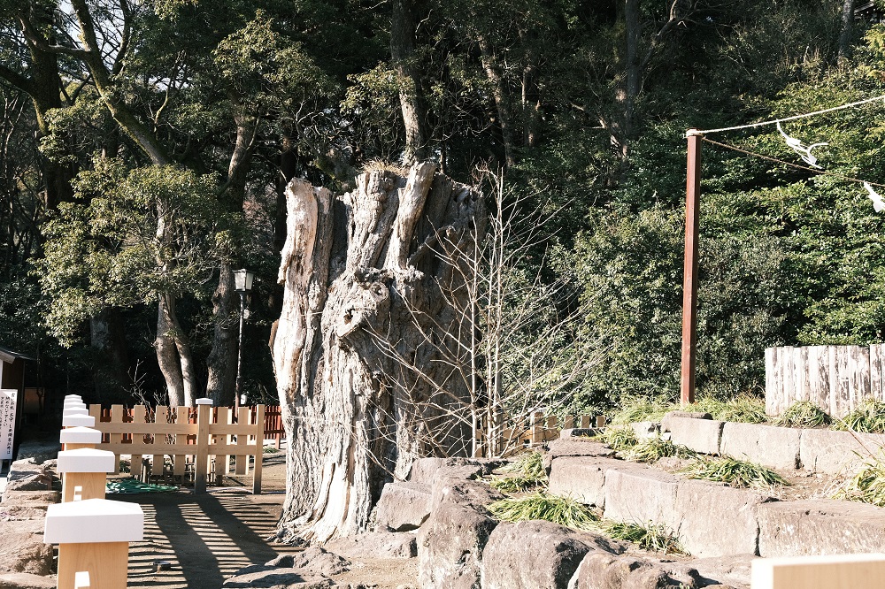 鶴岡八幡宮の大銀杏の写真