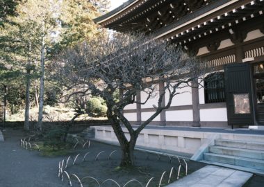 仏殿脇の梅の木の風景写真
