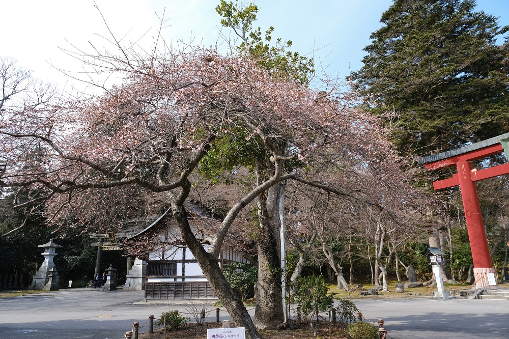 塩竃神社の冬2月の桜の写真