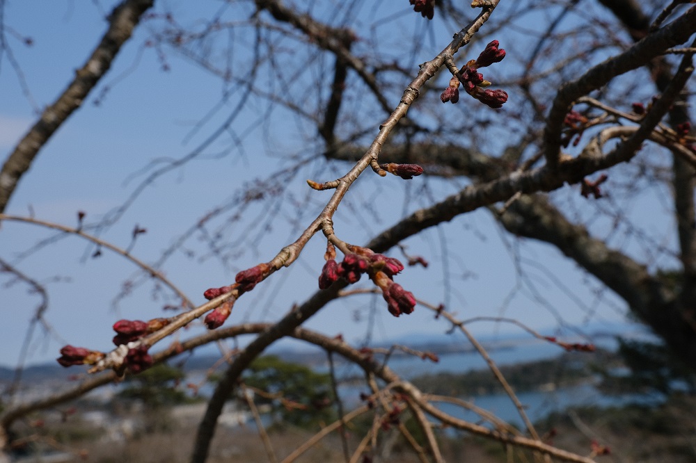 西行戻しの松公園の春の桜が咲く直前のつぼみの風景写真