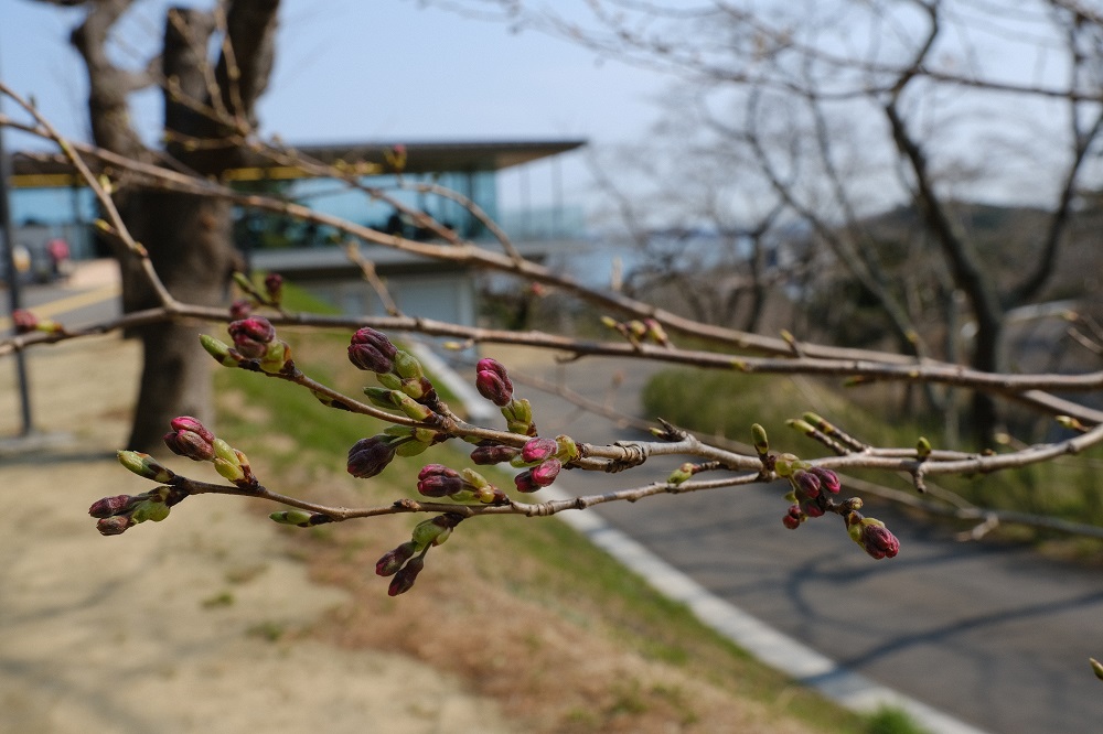 西行戻しの松公園の春の桜が咲く直前のつぼみの風景写真