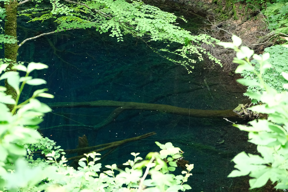 青池の不思議な青さの池の写真