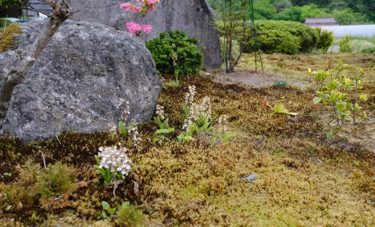 x-pro3の作例・庭のエビネの満開の花の写真