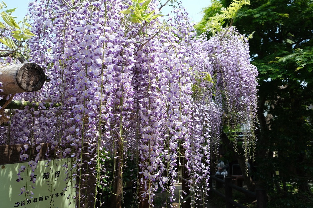 藤の花の名所子平町の藤の花の見事な写真