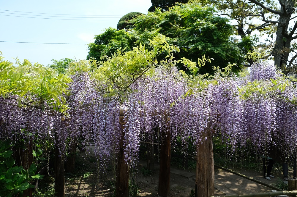 藤の花の名所子平町の藤の花の見事な写真